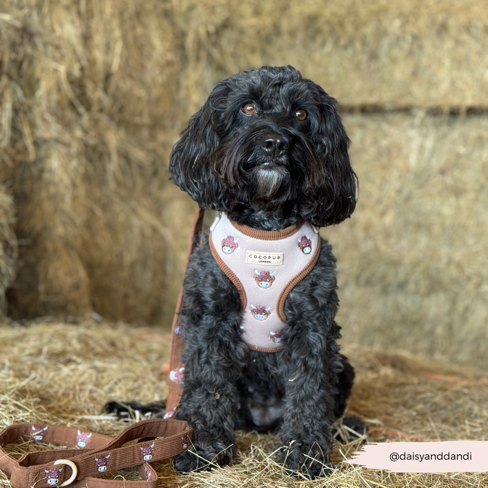 Cocopup London - Wholesale Pet Harness - Dog - Harold the Highland Cow Adjustable Neck HARNESS23