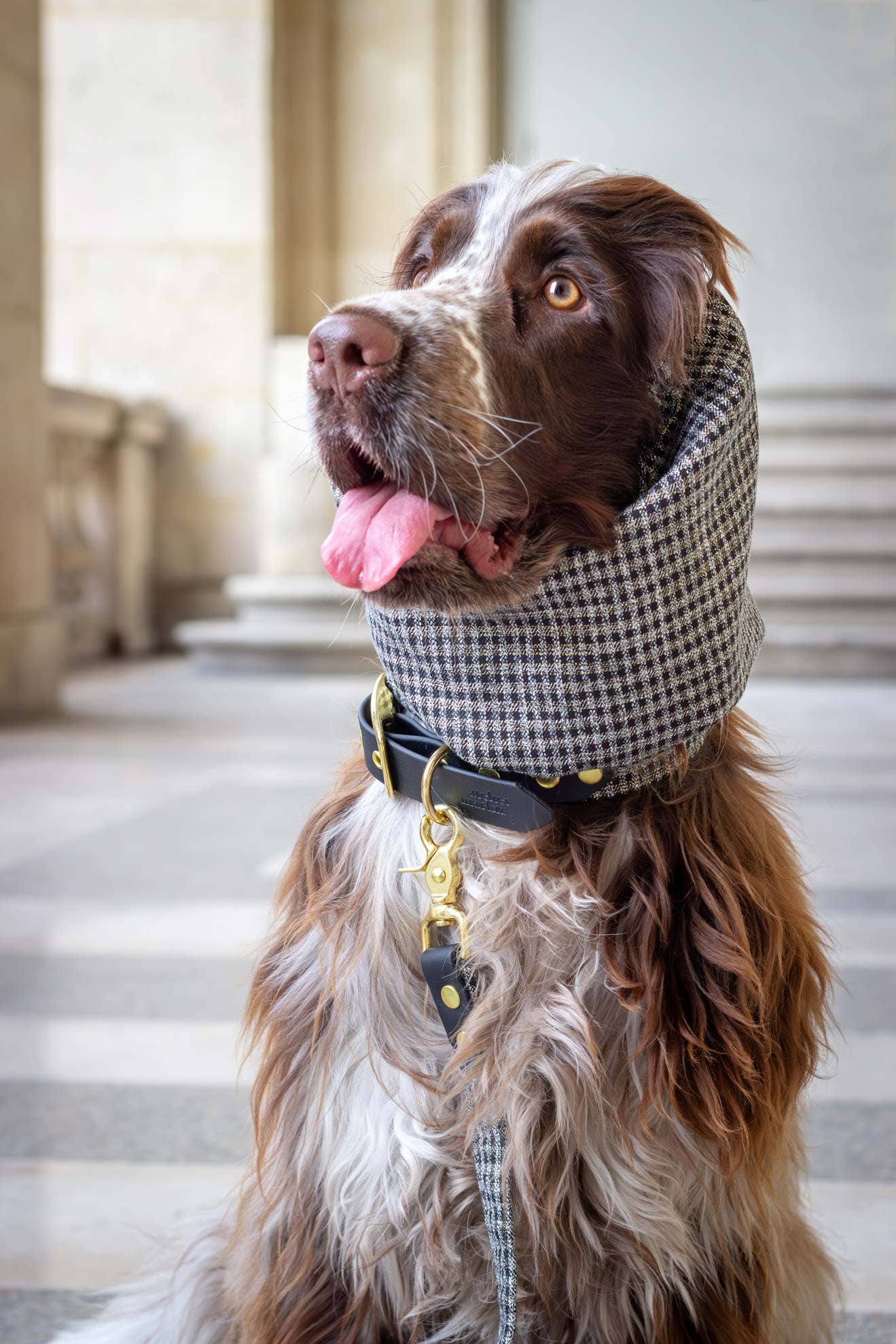 Atelier Markiz - Venta al por mayor Protector de cuello para mascotas - Perros - Snood Cambon para perro elegante2