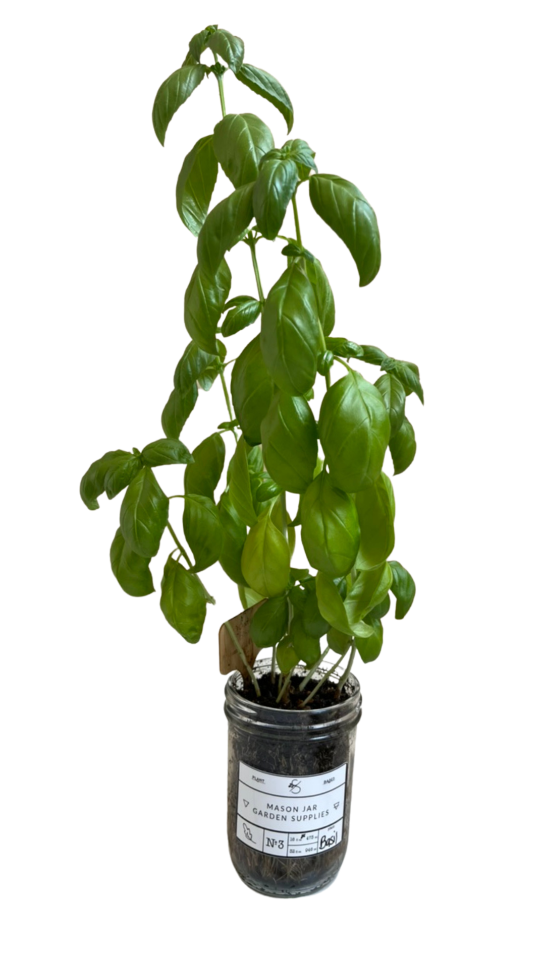 Coco and Seed - Wholesale Plant Seeds - Mason Jar Indoor Herb Garden Supplies Kit with jar10