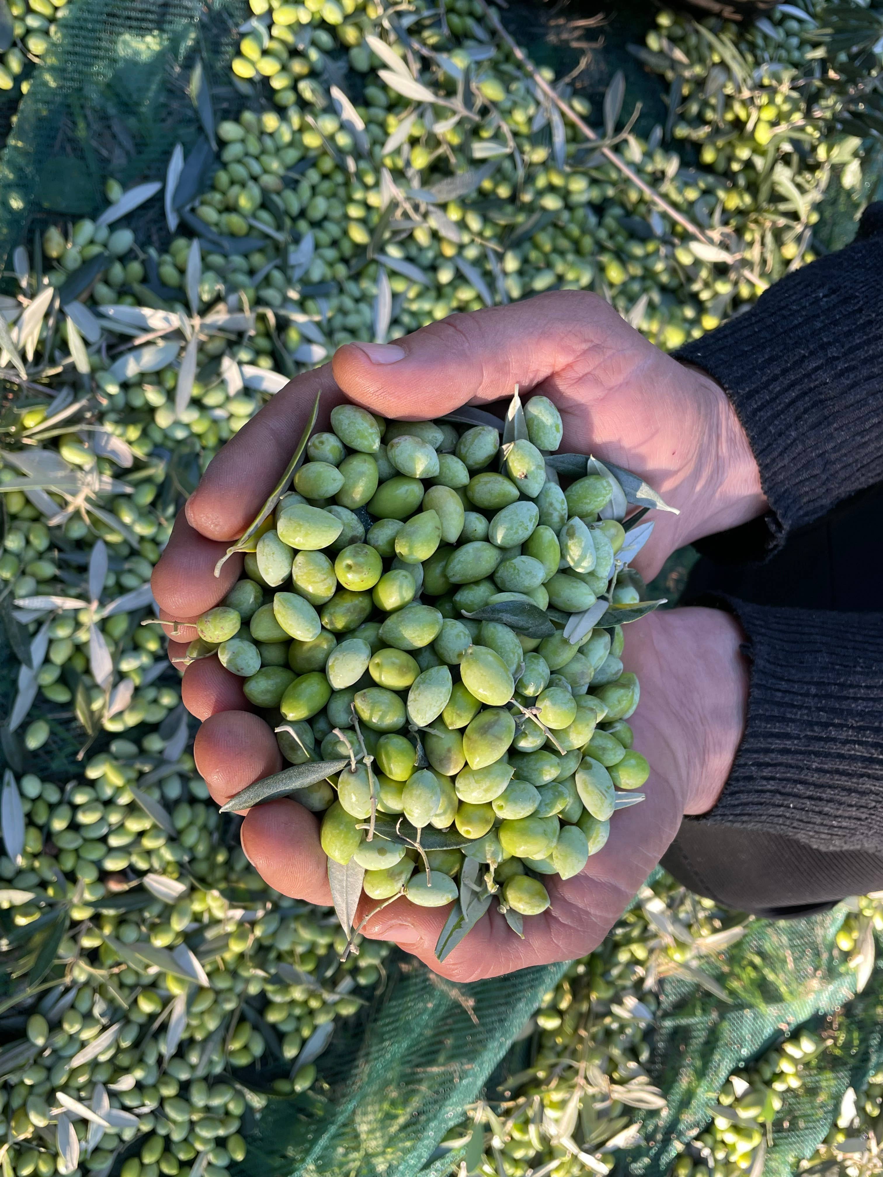 Laconiko - Vente Huile d'olive - Laconiko 500 ml d'huile d'olive 100 % extra vierge Ultra Premium10