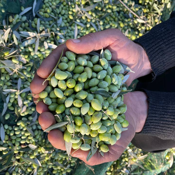 Laconiko - Wholesale Olive oil - Laconiko 500 ml Ultra Premium 100% Extra Virgin Olive Oil10