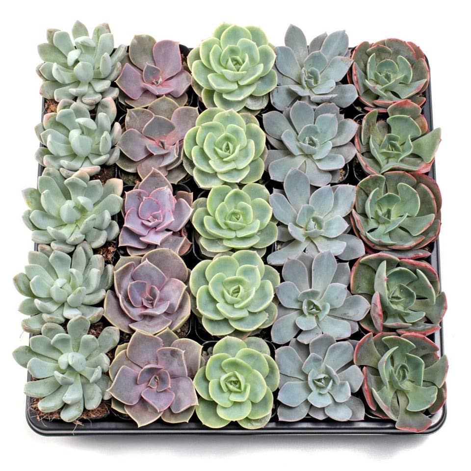 Pack Varieties  Echeveria Bulk Pack, 25 Plants, 5 Varieties, 2" Pots for wholesale on Faire0