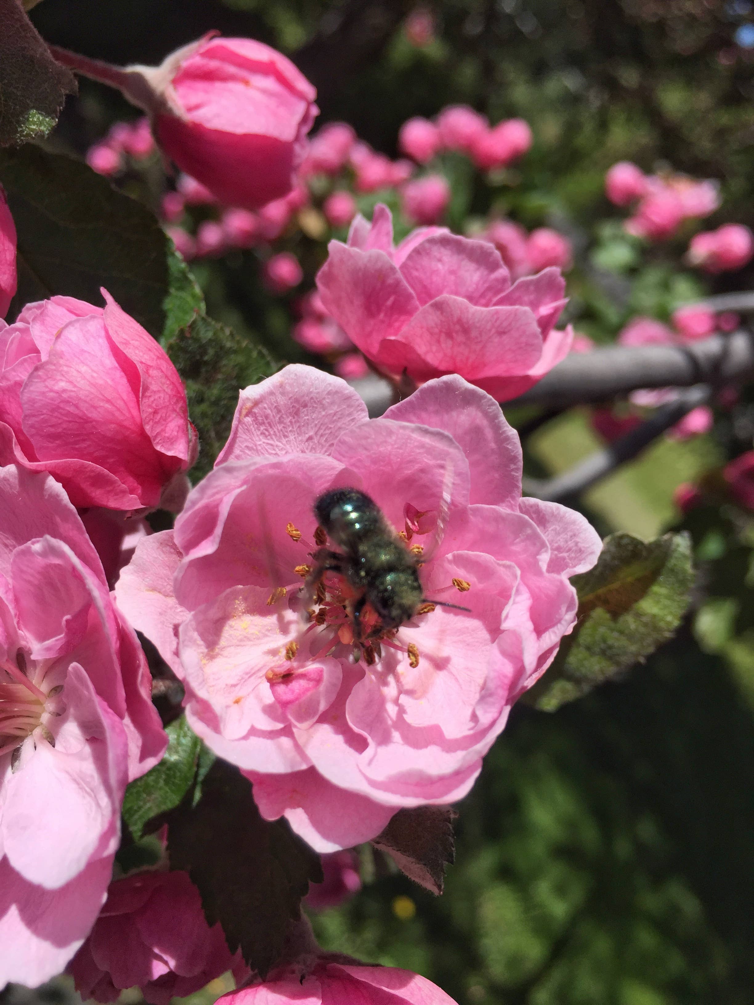 Potting Shed Creations, Ltd. - Wholesale Bird House - Handmade Bee Habitat House | Christmas & Holiday Gift Idea3