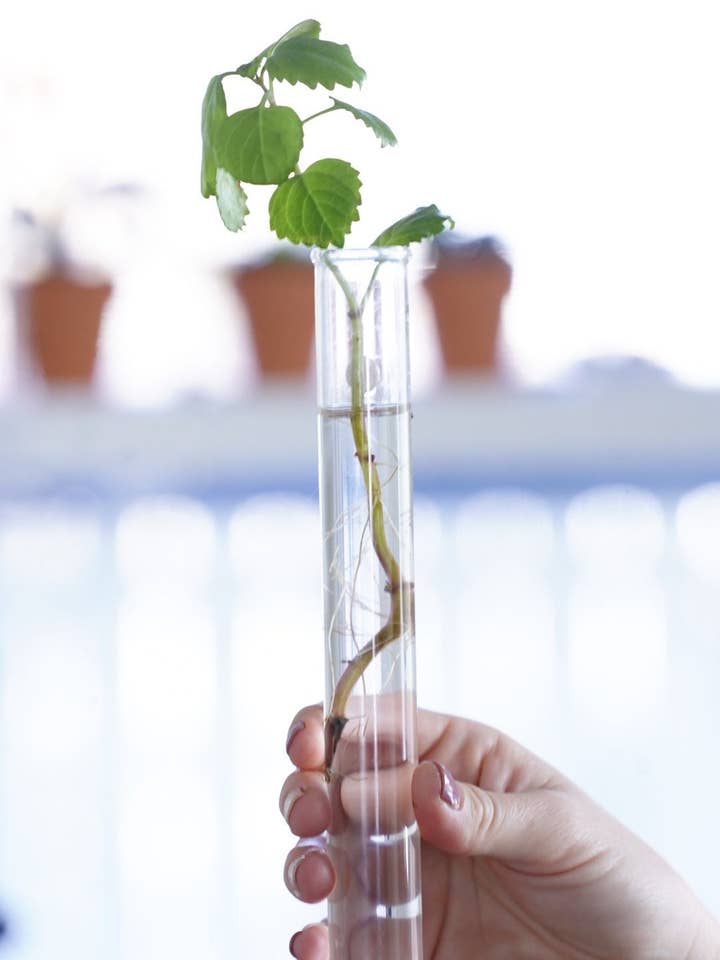 Udskiftning reagensglas - 25mm X 200mm (1in X 8in) for engroshandel hos Simply Rooted