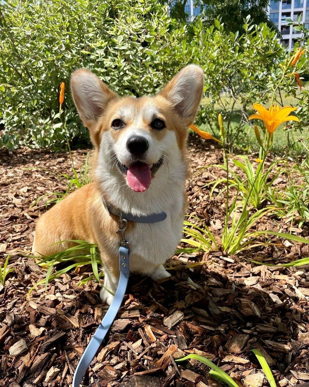 Ploouf Dogs - Wholesale Pet Leash - Dog - Glacier blue “soft touch” leash5