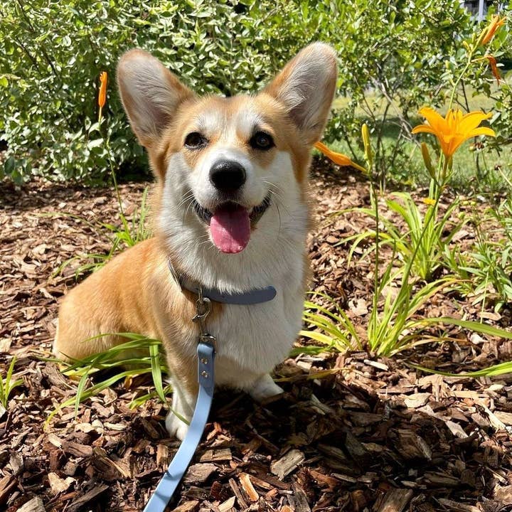 Ploouf Dogs - Wholesale Pet Leash - Dog - Glacier blue “soft touch” leash5