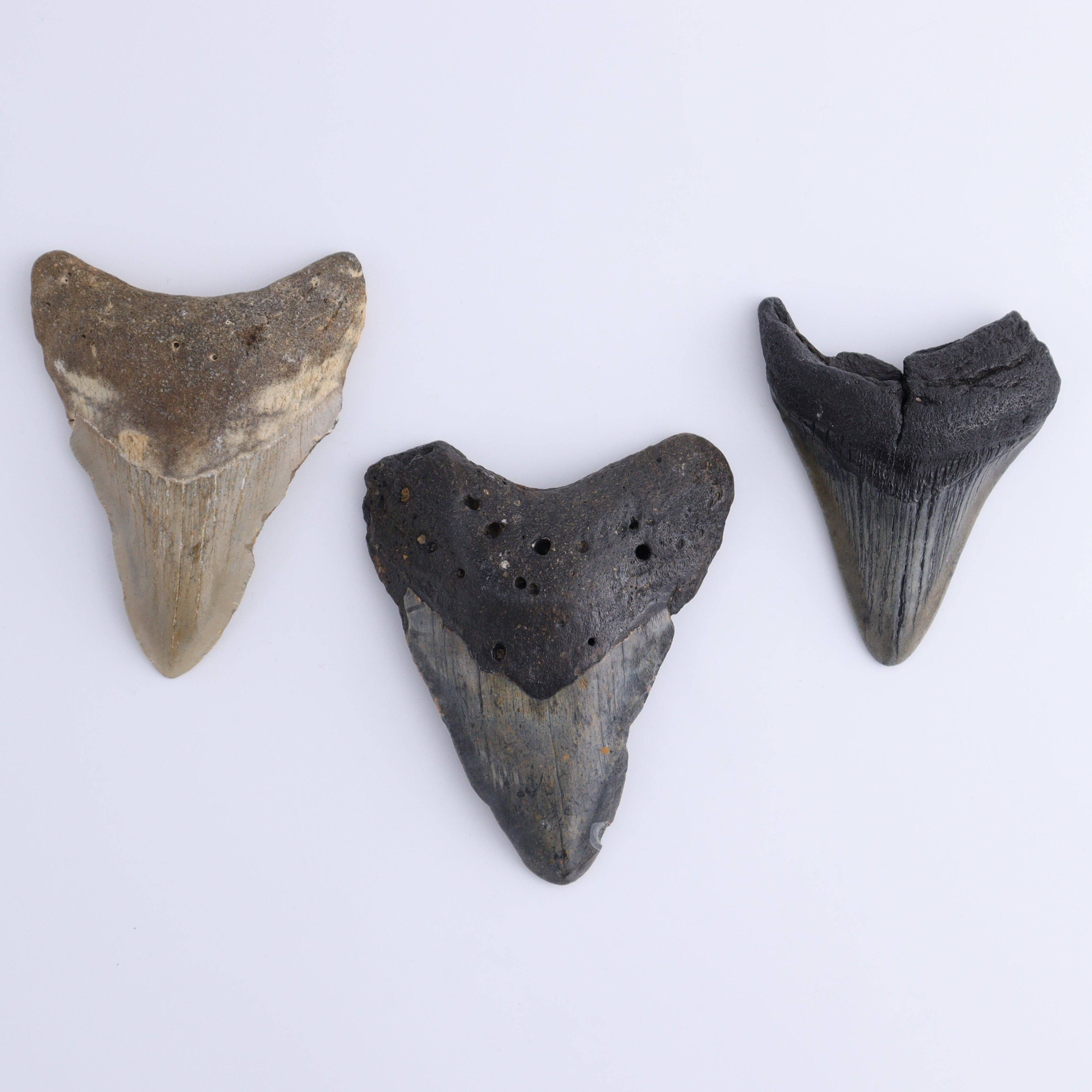 Mi Esperanza Minerals - Wholesale Decorative Tabletop Object - Megalodon Teeth Set of 61