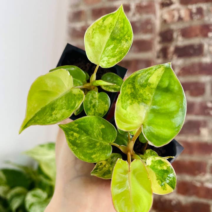 PlantTheStudio - Wholesale Live Plant - Philodendron Billietiae Variegated0