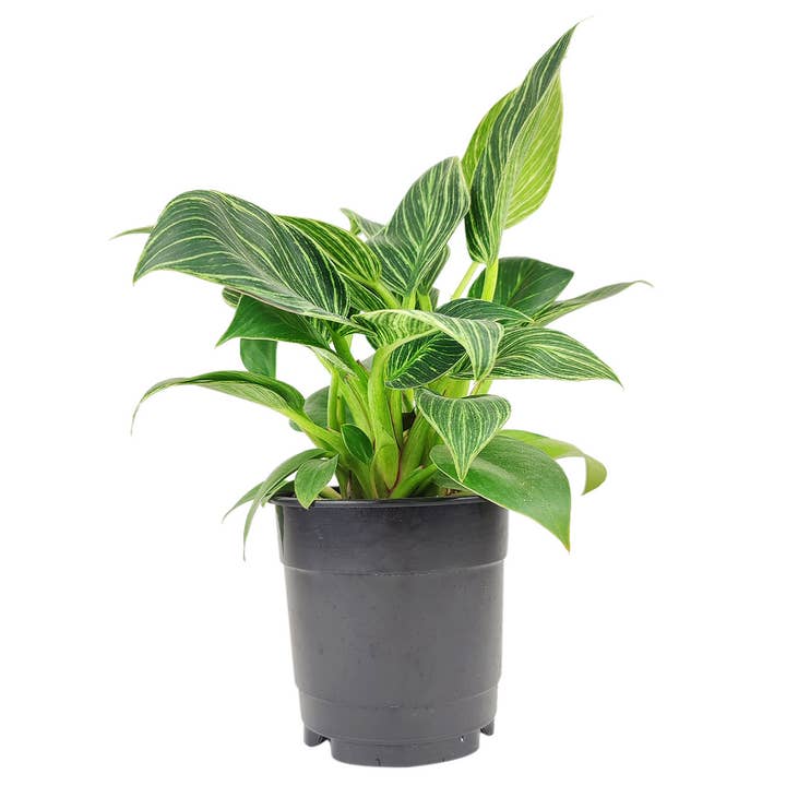 Best Plant Friend - Wholesale Live Plant - Philodendron Birkin - Live Houseplant - Indoor Plants 4/6in