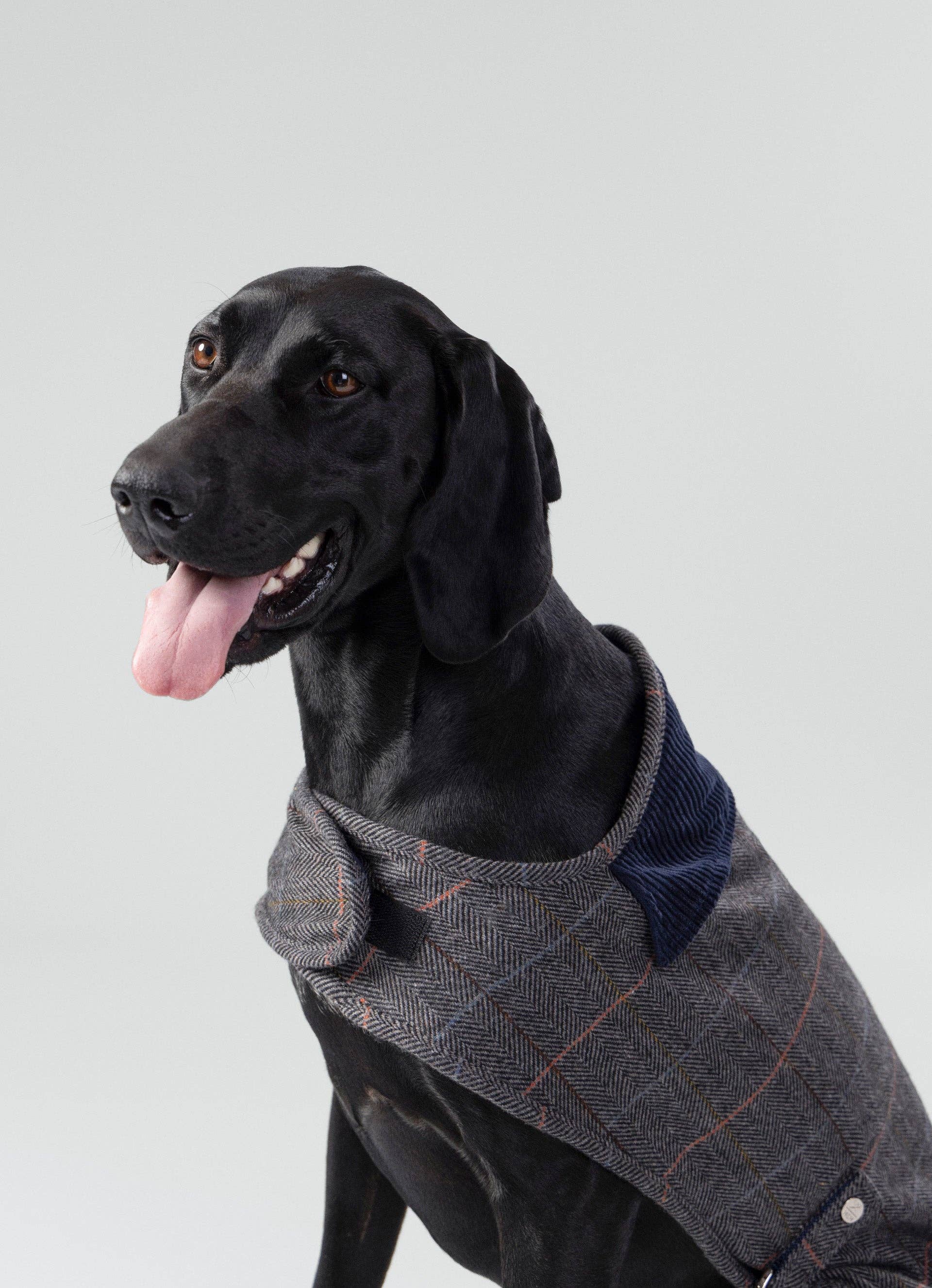 Hugo & Hudson - Wholesale Pet Jacket - Dog - Hackett x Hugo Hudson Grey Checked Tweed Dog Jacket5