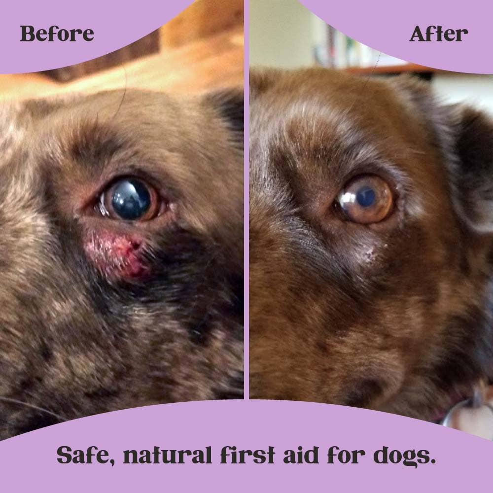 Lavengel - Wholesale Pet Balm - Dog - Lavengel - Super Soothing Skin + Wound Care Salve for Dogs4