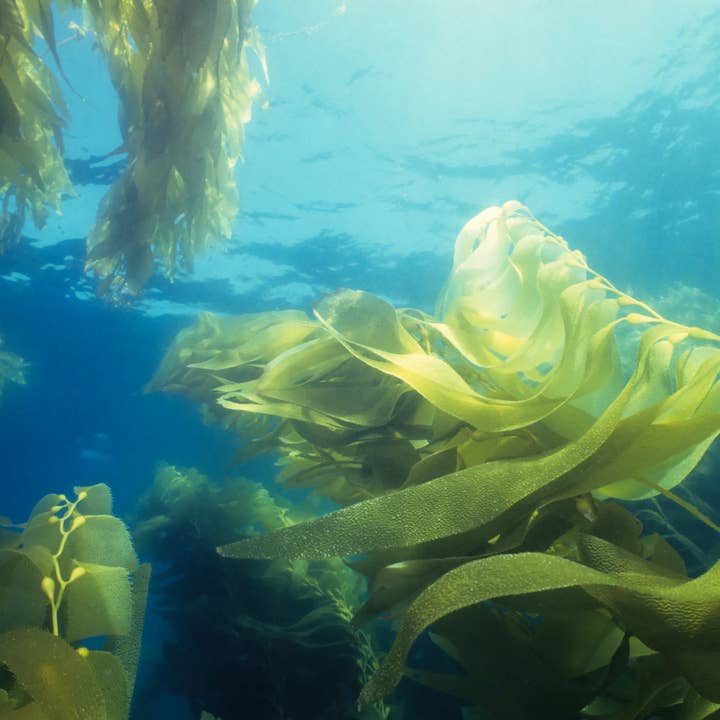 Spirulina Herbal Tincture for wholesale by Daydream Organics | Prairie Doctor Brand