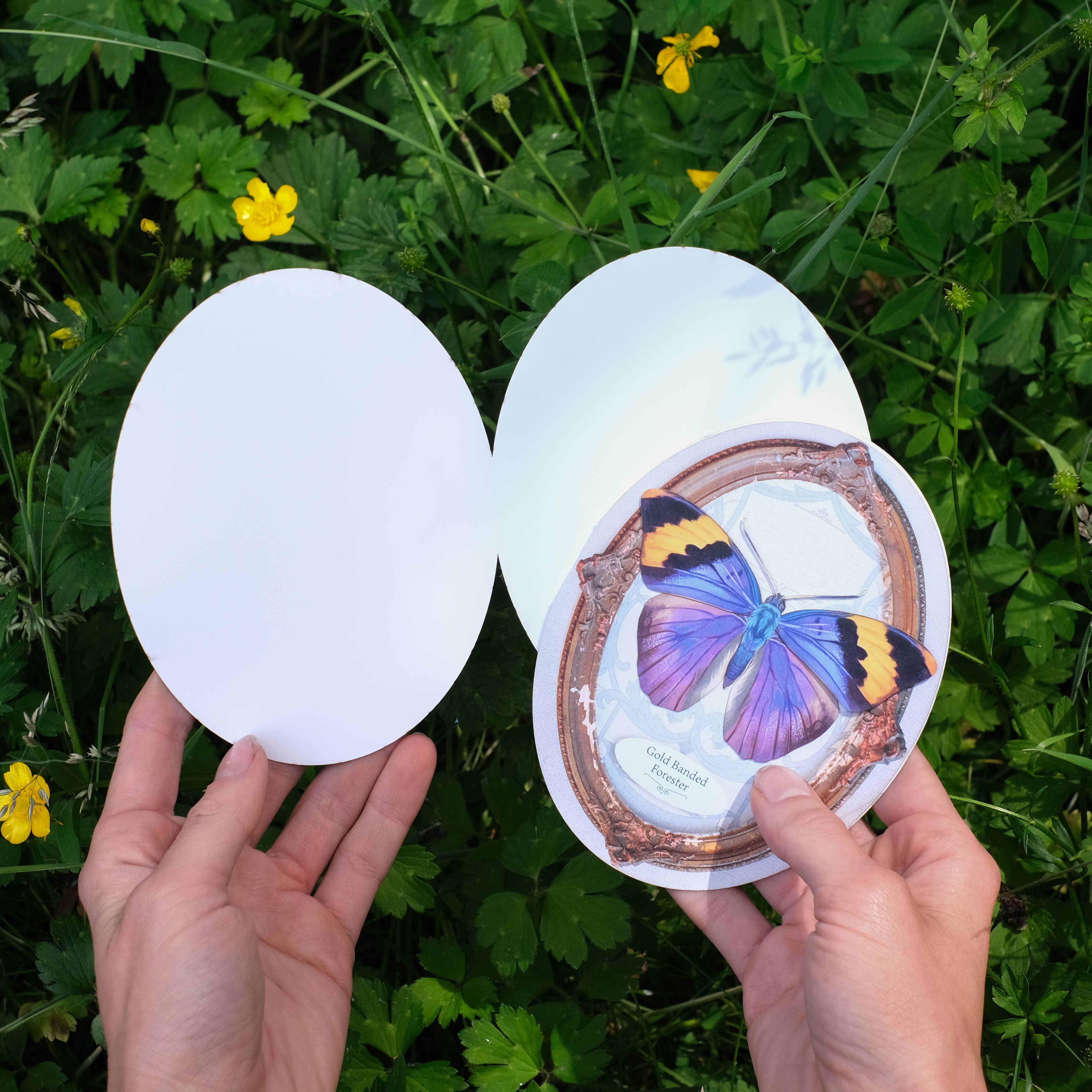 Moth and Myth - Wholesale Everyday Greeting Card - Gold Banded Forester Butterfly Oval Greeting Card3