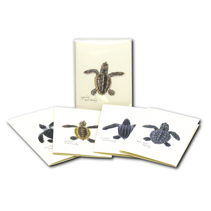 Earth Sky + Water - Wholesale Stationery/Notecard Set - Sea Turtle Hatchling Assortment5
