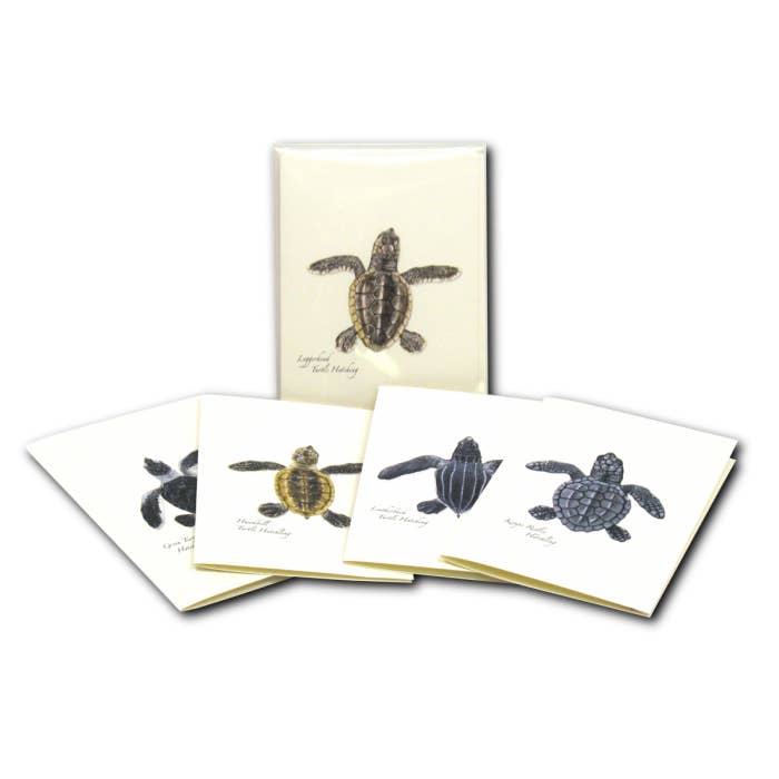 Earth Sky + Water - Wholesale Stationery/Notecard Set - Sea Turtle Hatchling Assortment5