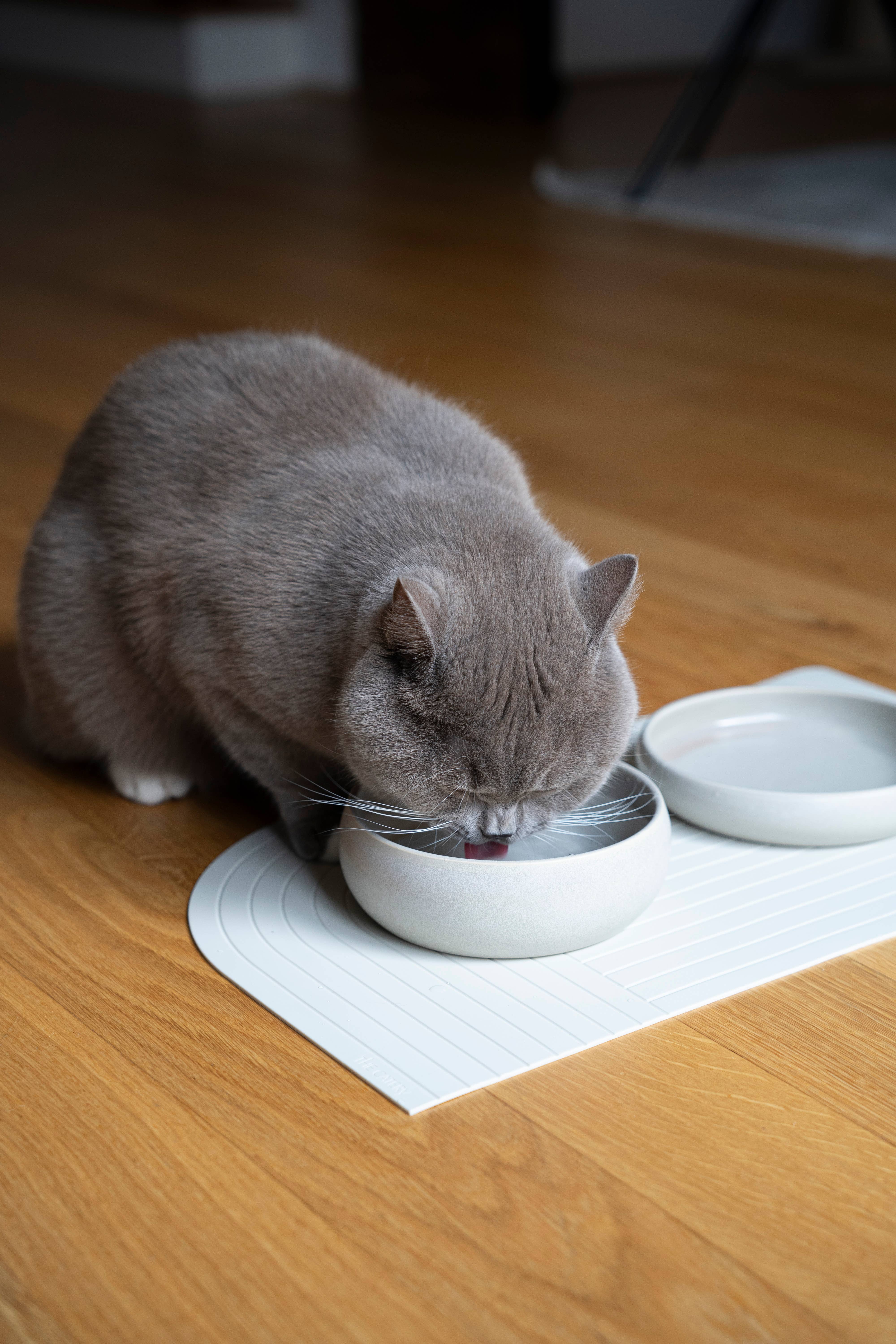 The Catery – Großhandel Futternapf – Katze/Hund – Gourmet Futternapf Creme4