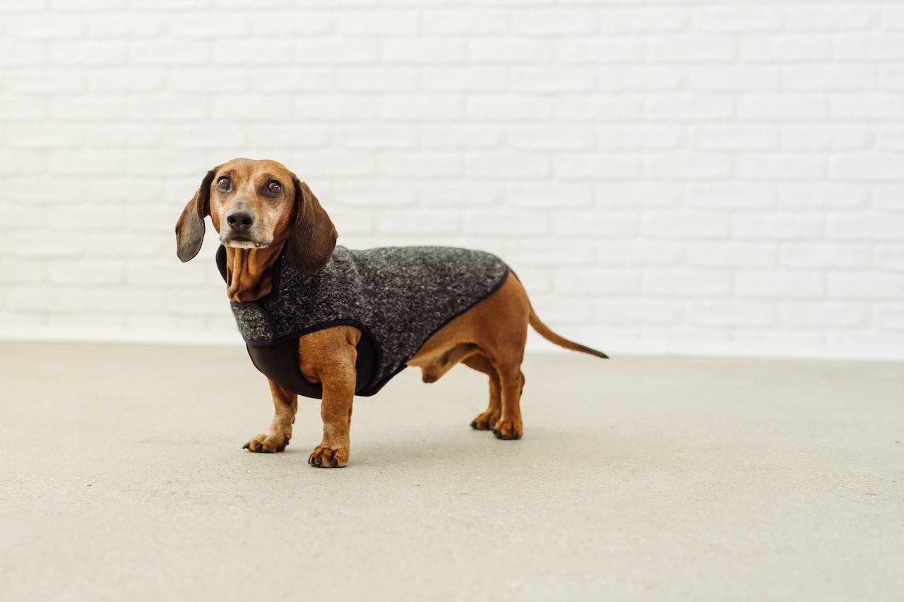 Grey black rim Dachshund coat Pissarro for wholesale on Faire3