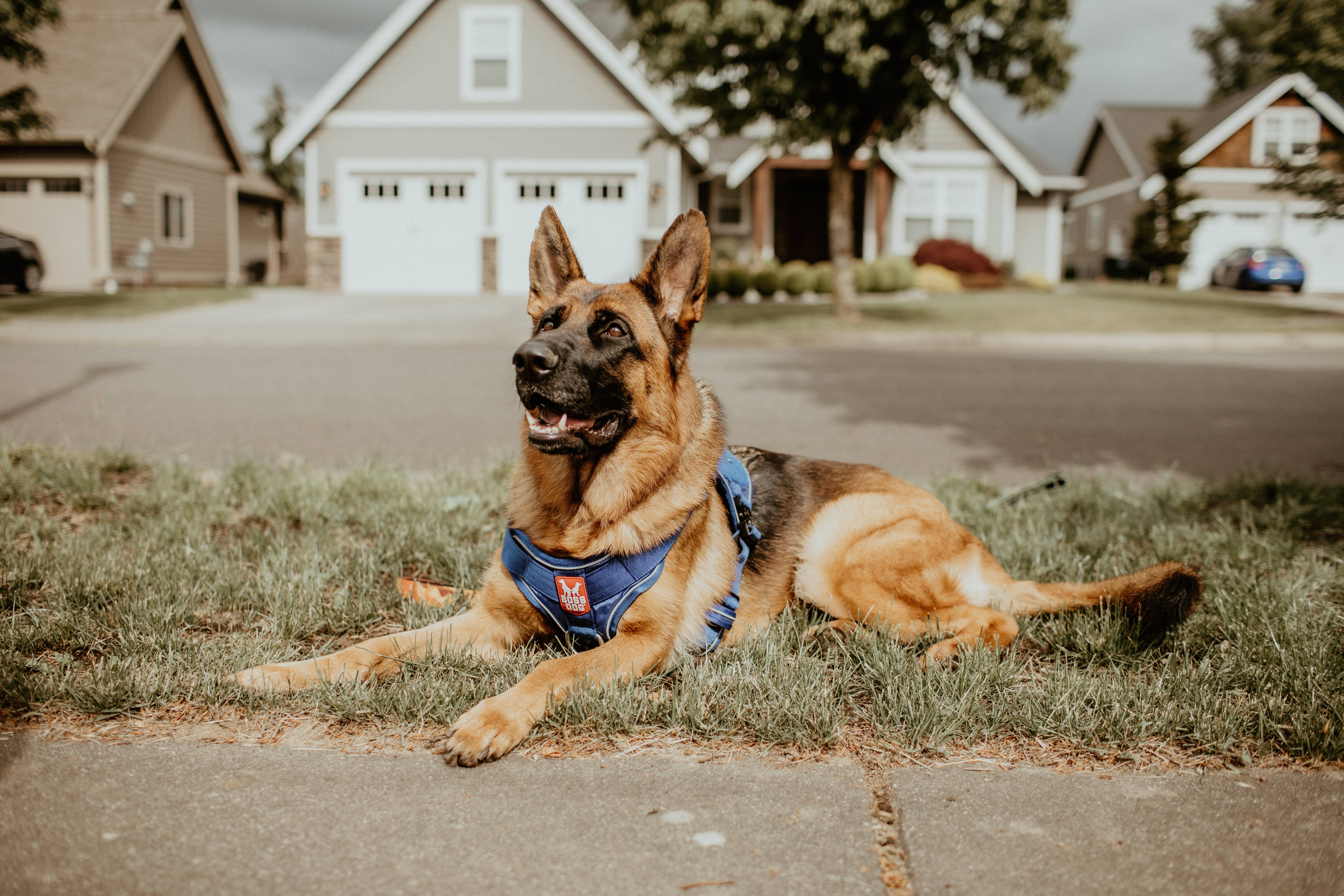 BOSS DOG BRAND, INC. - Wholesale Pet Harness - Dog - Boss Dog Harness16