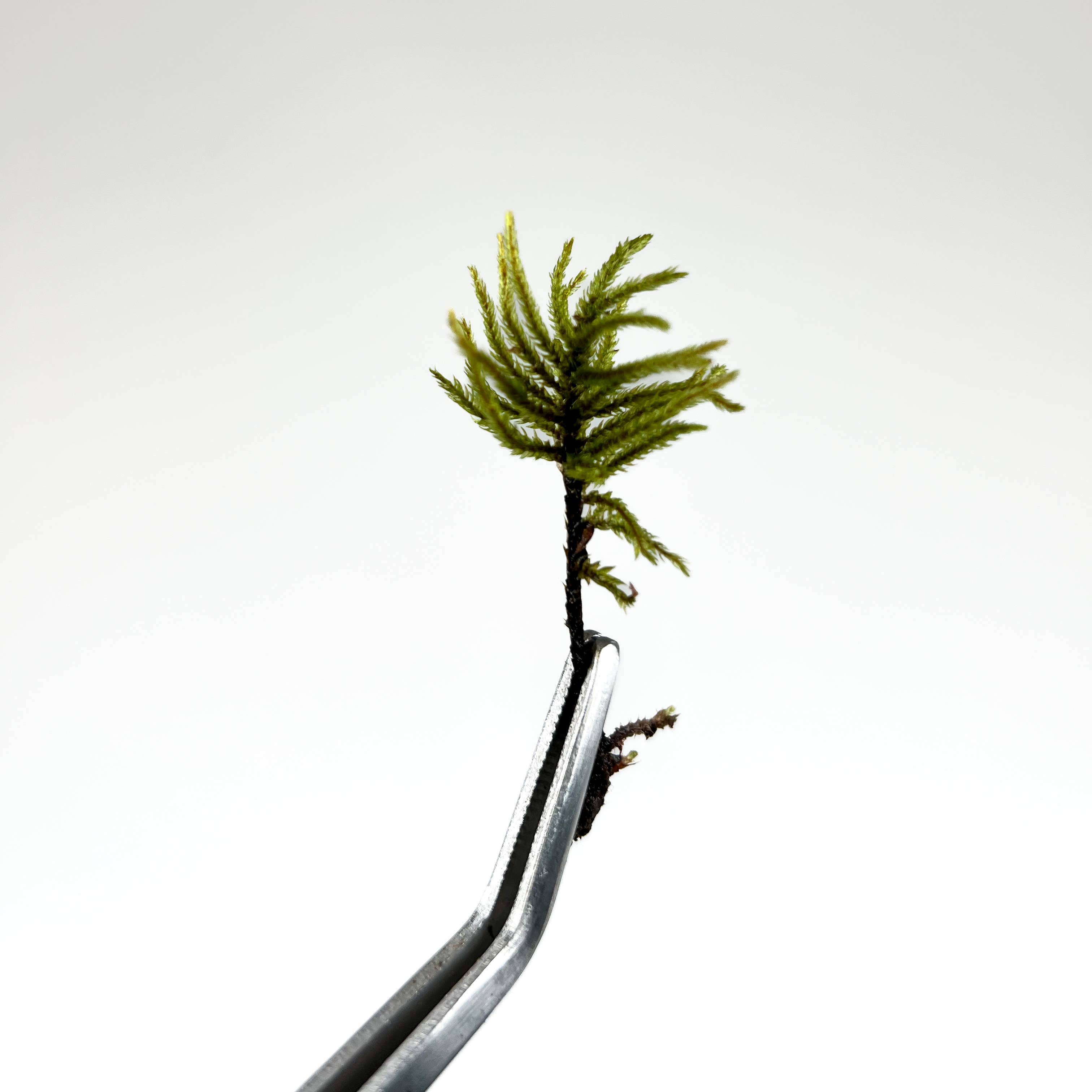 Moss & Stone Gardens – wholesale Terrarium – Miniature Tree Moss: Miniature Climacium Moss for Terrariums1