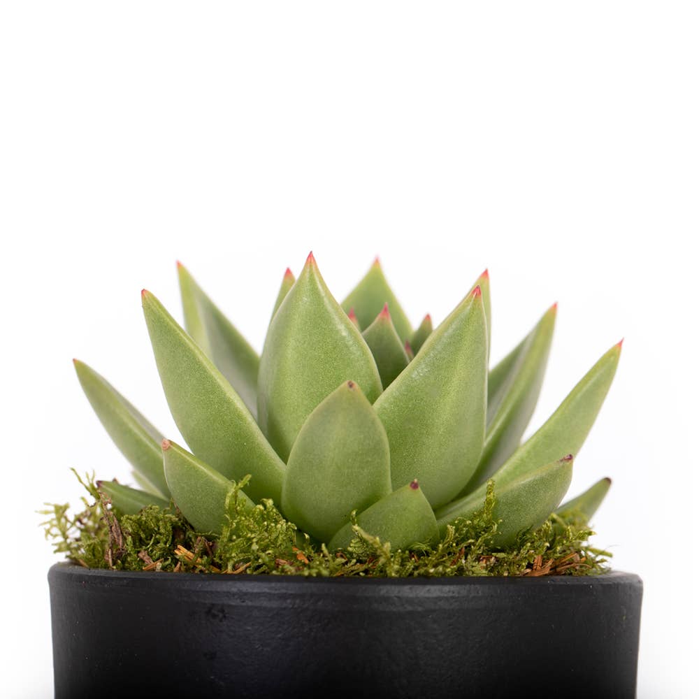 The Little Botanical – wholesale Succulent – Miranda23