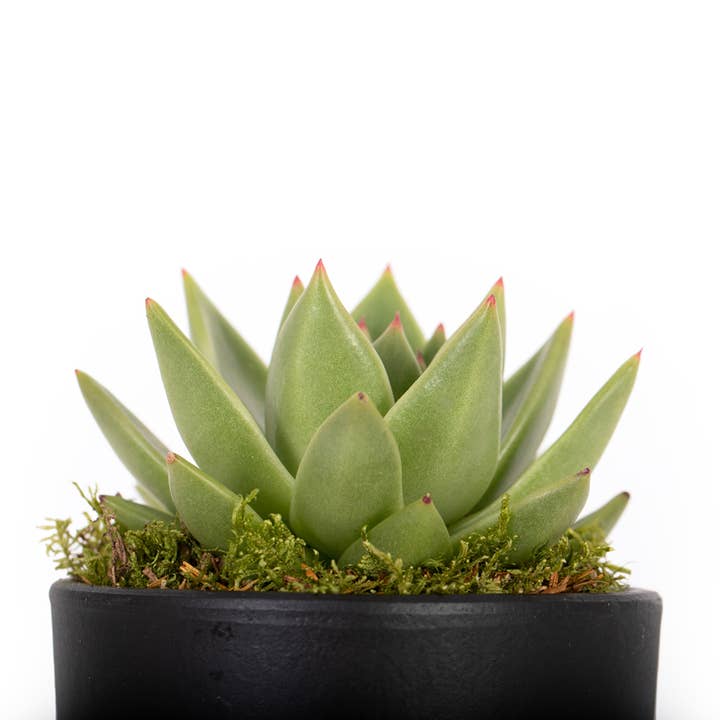 The Little Botanical – wholesale Succulent – Miranda23
