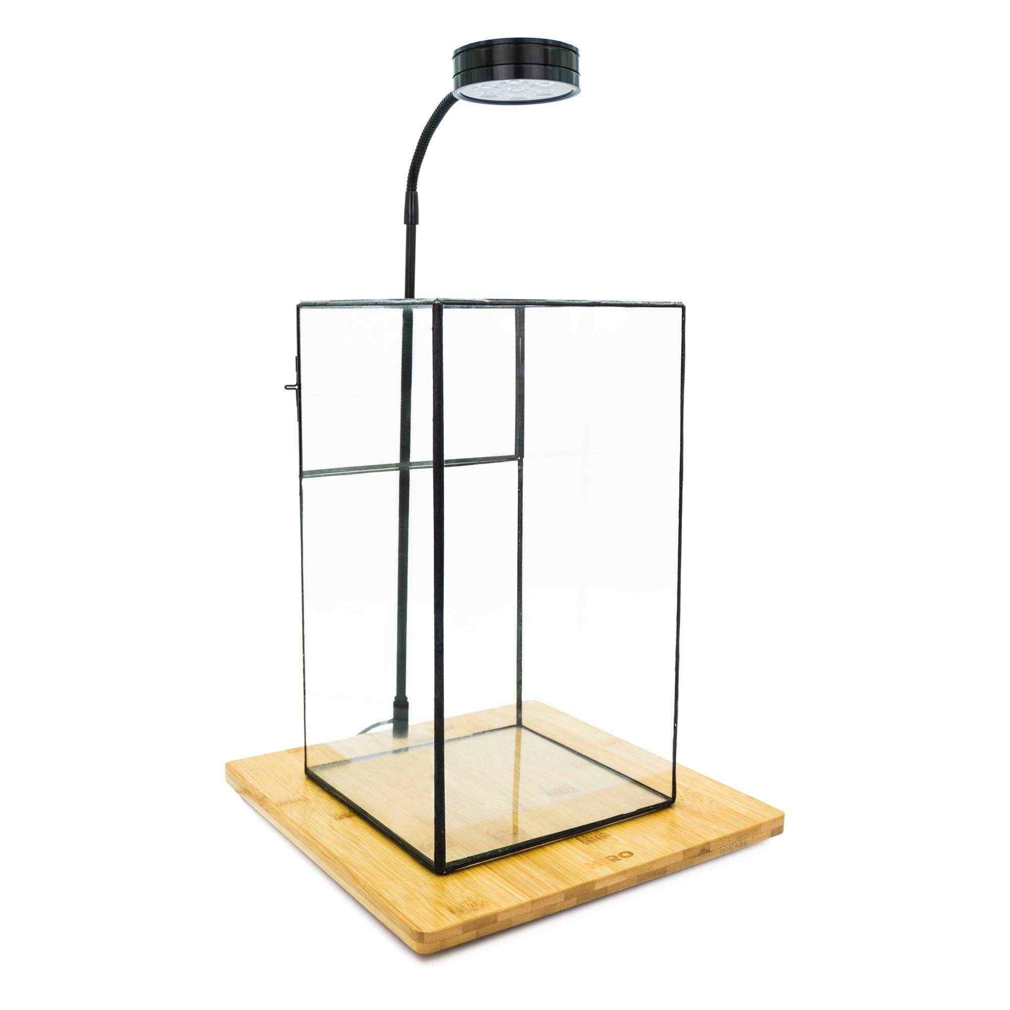 HIRO AQUATICS - Wholesale Terrarium - Indoor Plant/Little Forest Glass Vessel Container for Plants4