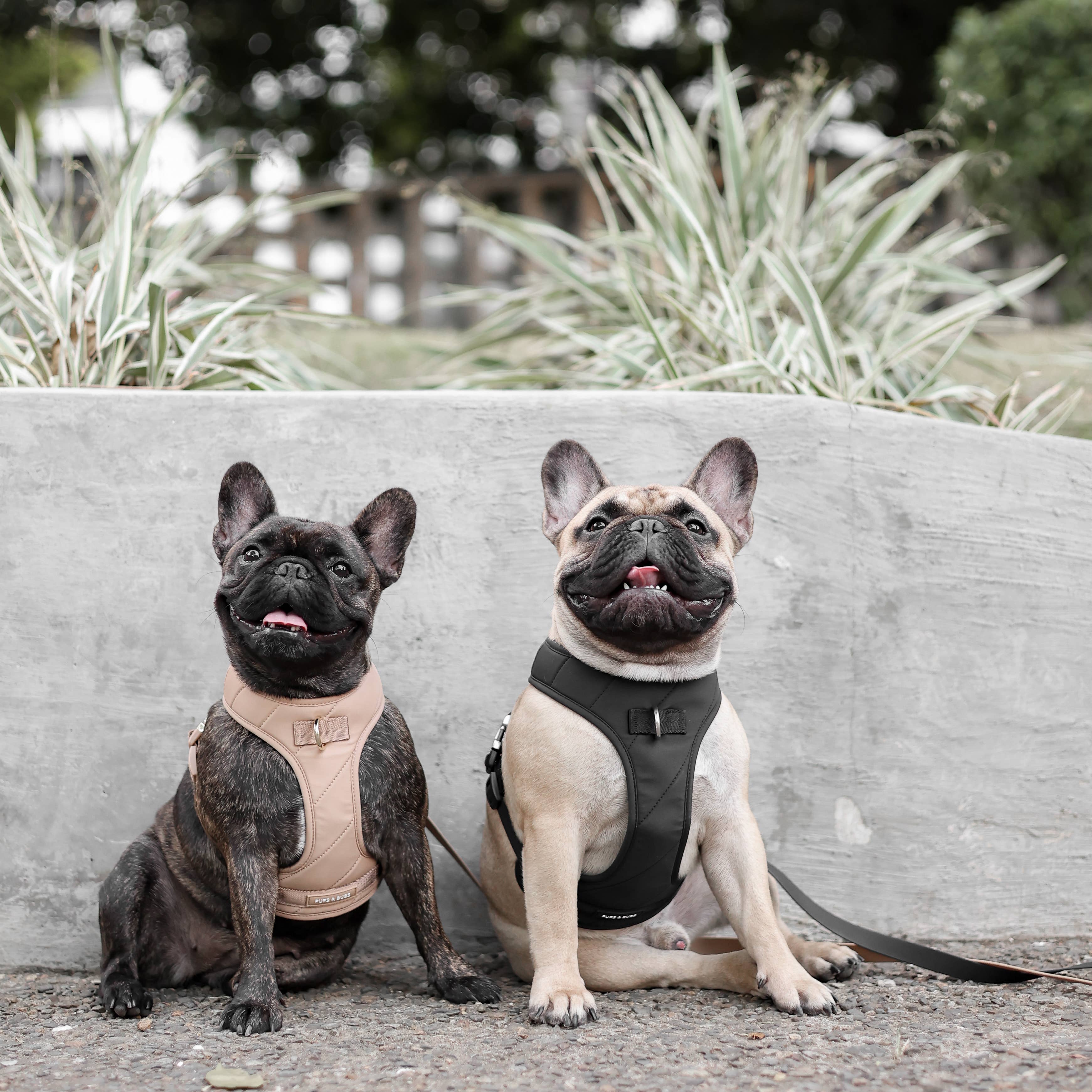 Pups & Bubs - Wholesale Pet Harness - Dog - Roam Luxe Harness (Desert) | Dog Walking Gear | Dog Harness1