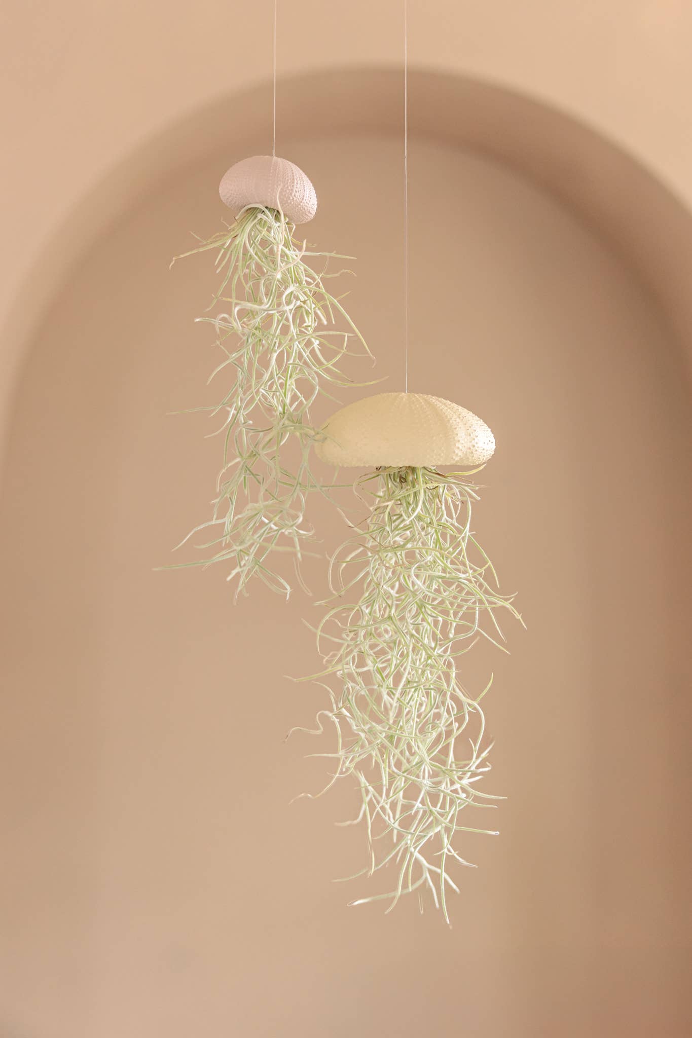 Juffrouw Pannenkoek deco /JP deco - Wholesale Live Plant - Hanging air plant – sea urchin – Natural – Large1