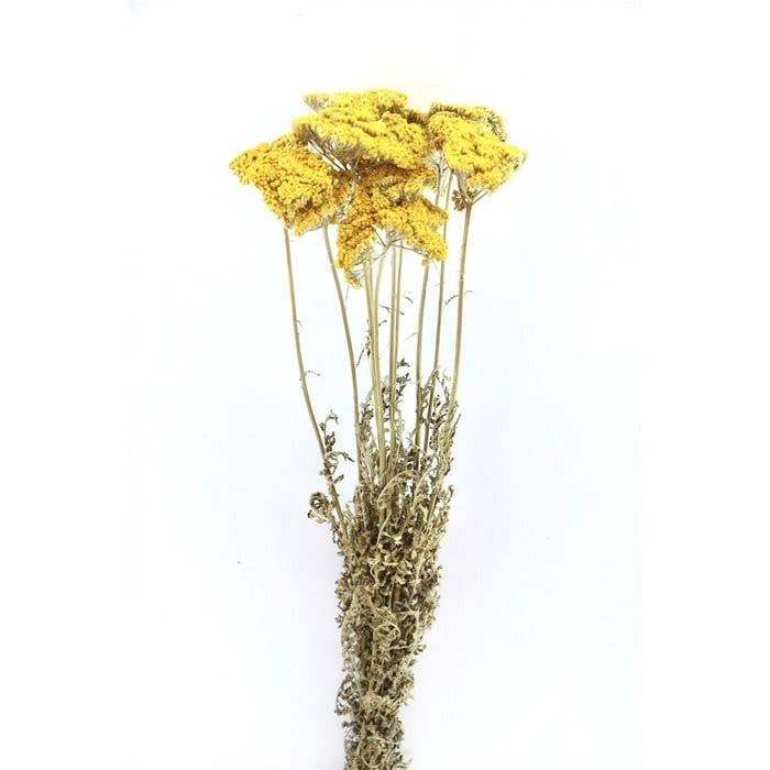 Dutch Flower Studio - Wholesale Dried/Pressed Flowers - Dried flowers - Achillea - 60 cm - Dried flowers1