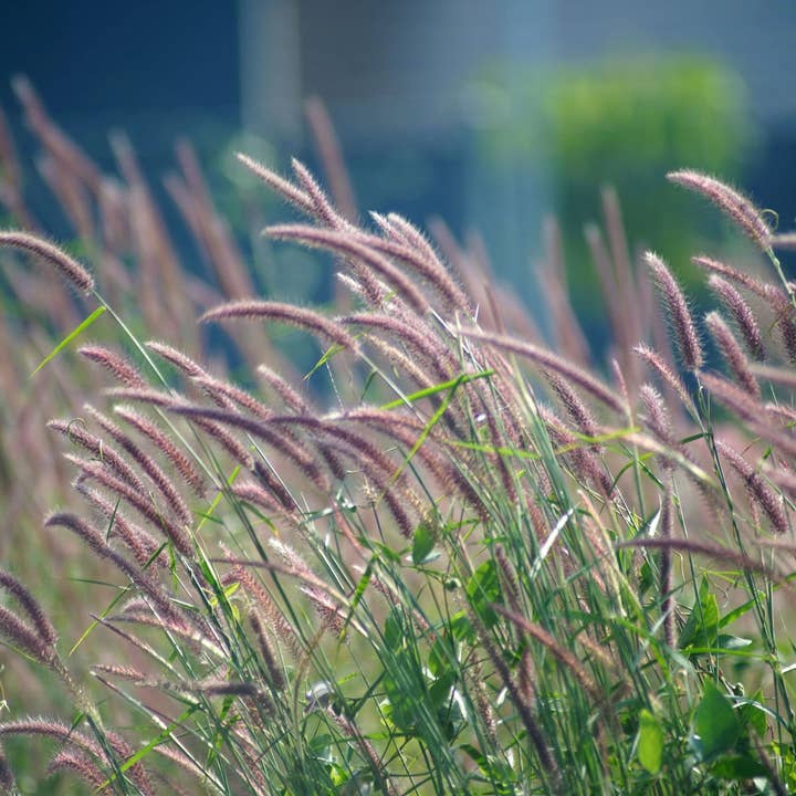 Bâtonnets d'encens à la feuille de violette et à l'herbe douce pour la vente par Beaches of Tunisia, LLC