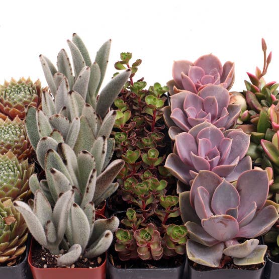 Mountain Crest Gardens - Wholesale Succulent - MCG 20 Specialâ„¢ Bulk Succulent Assortment - 5 Types