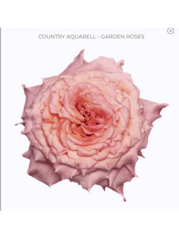 COUNTRY AQUARELL Garden Rose for wholesale by Florasource