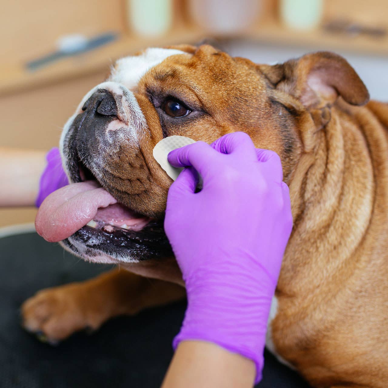 Eye Envy - Wholesale Pet Grooming Aid - Dog - Bulldog Wrinkle Wipes6