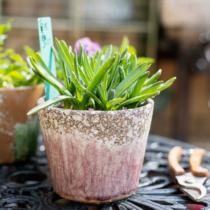 Rustic Reach - Wholesale Plant Pot - Colorful Terracotta Pot2