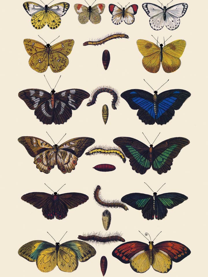Postcard Butterflies from Africa (153446) for wholesale by The Knowledge of Things by Catch Publishing