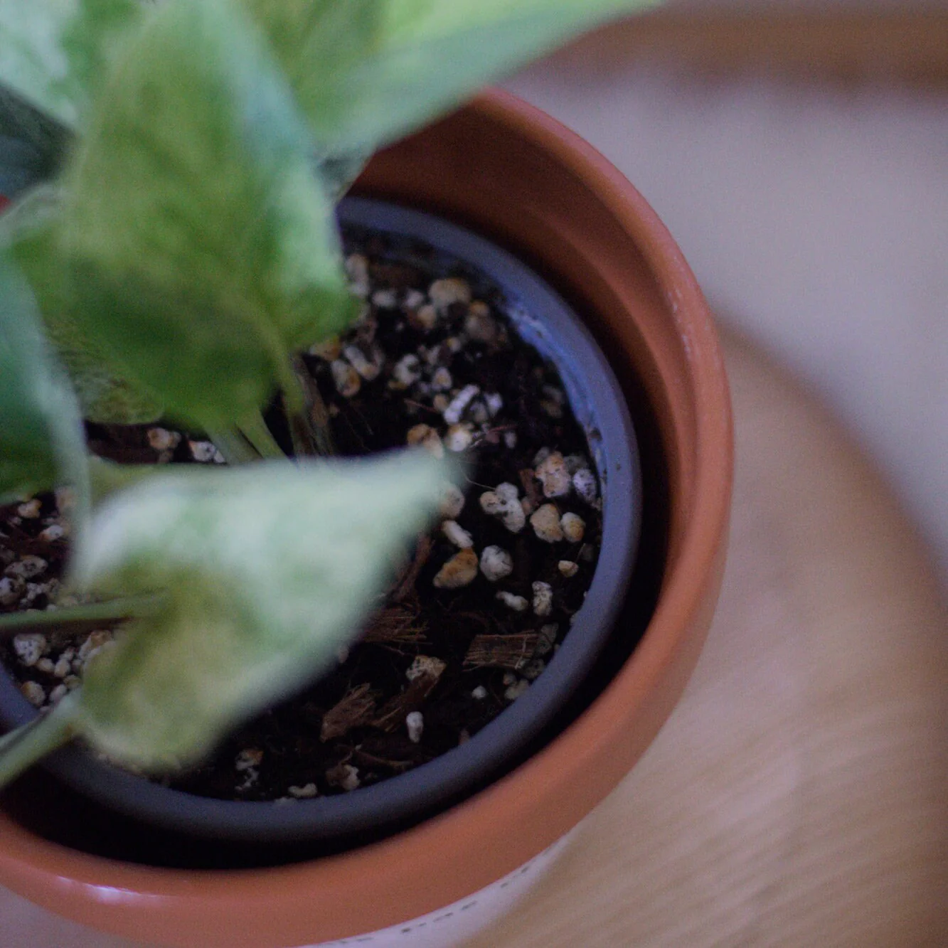 Joli Pot – Vaso de plantas por atacado – Vaso de flores “Os mais belos [...] Mom ♥ “| Dia da Mãe5