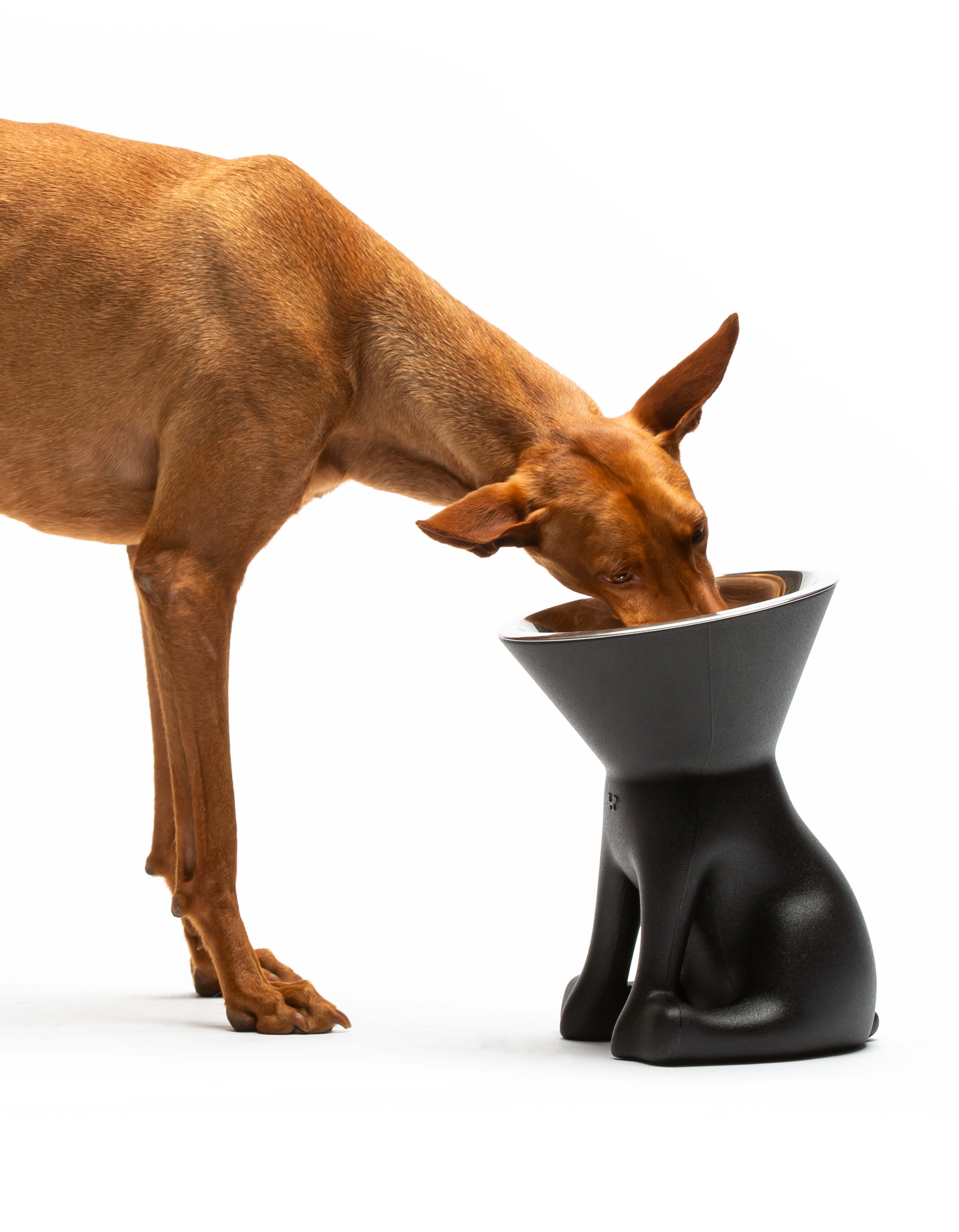 United Pets - Vente Gamelle – chat et chien - Elizabeth : gamelle surélevée pour chien29