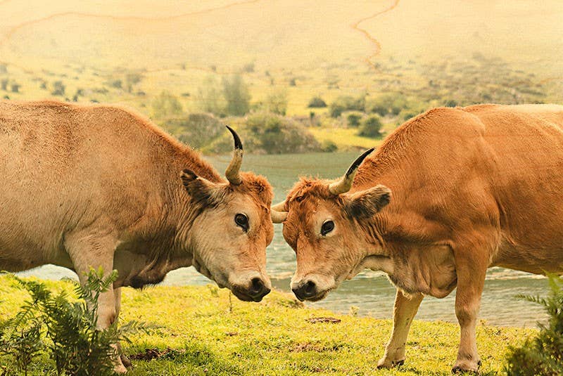 Hironwoods - Wholesale Postcard - Combat Vaches Aubrac Wood Postcard0