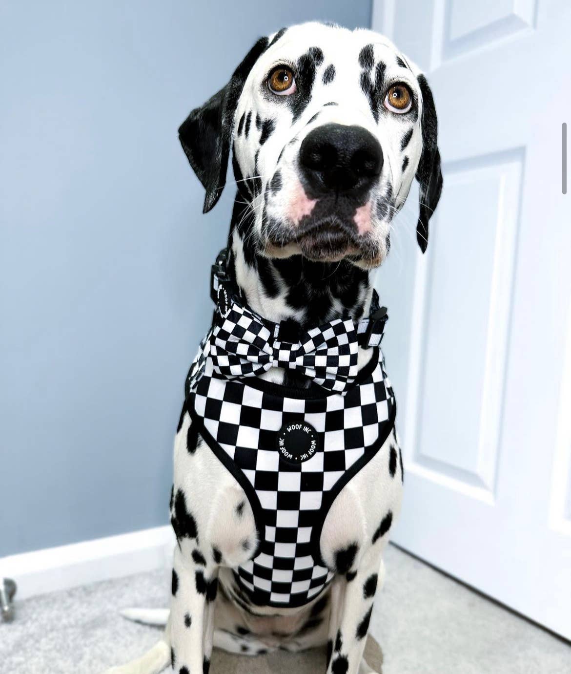 WOOF INC – Großhandel Haustiergeschirr – Hund – Verstellbares Hundegeschirr in Schwarz und Weiß mit Schachbrettmuster1