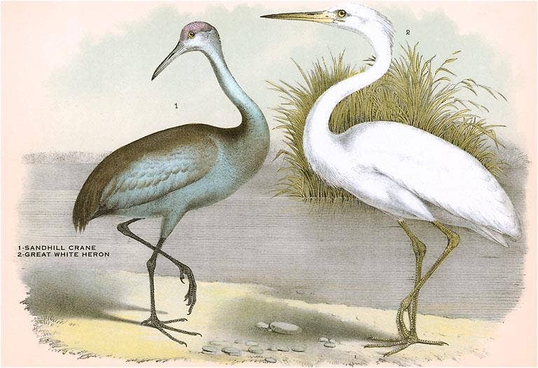 Found Image Press - Wholesale Stationery/Notecard Set - Greeting Card BD-44 Sandhill Crane, Heron0