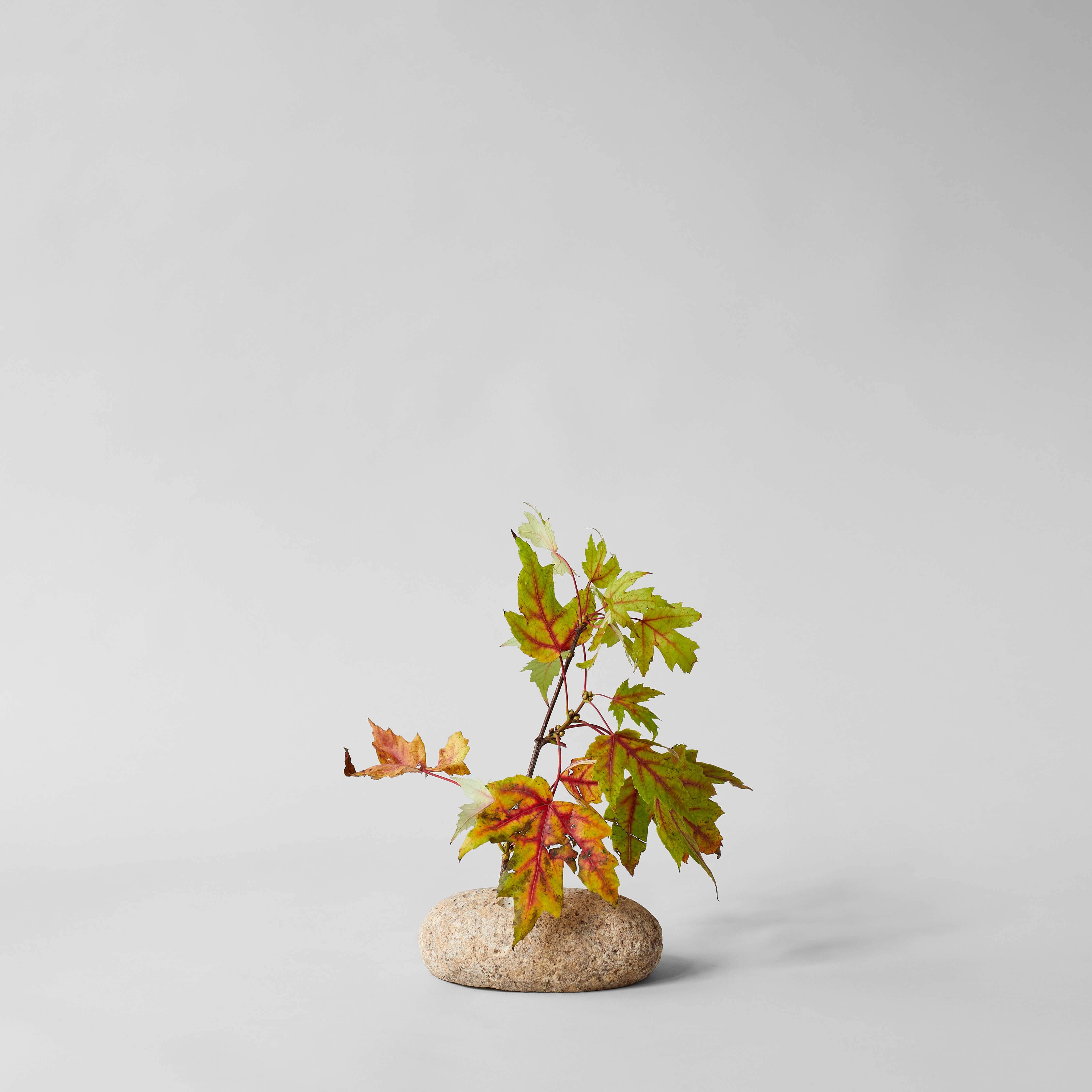 Bloomist - Wholesale Decorative Tabletop Object - Oval Stone Frog0