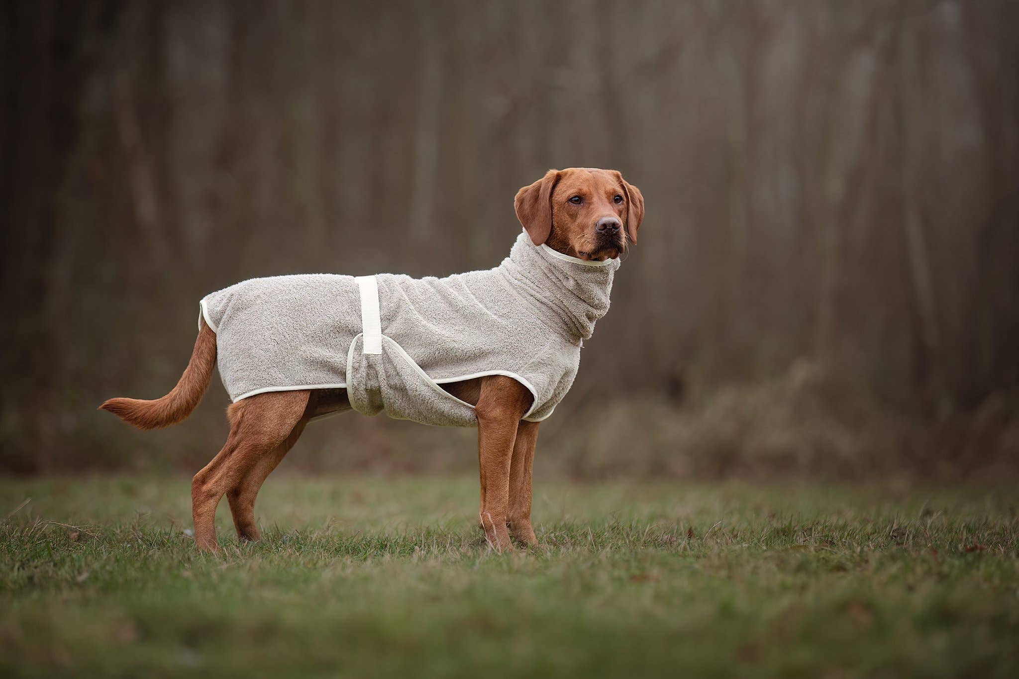 Dog Bathrobe Clay for wholesale on Faire0