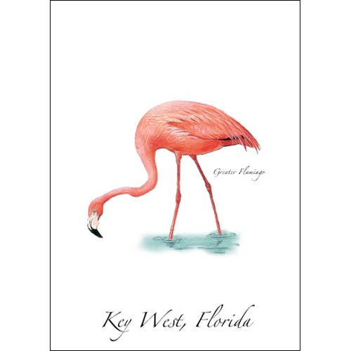 Greater Flamingo for wholesale by Earth Sky + Water
