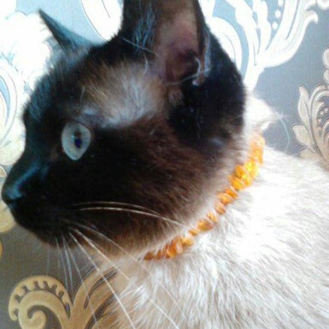Baltic Essentials – wholesale Halsband - Katt och hund – Hund eller katt husdjur baltiska Essentials bärnsten avvärja loppa och fästkrage rå Multi
