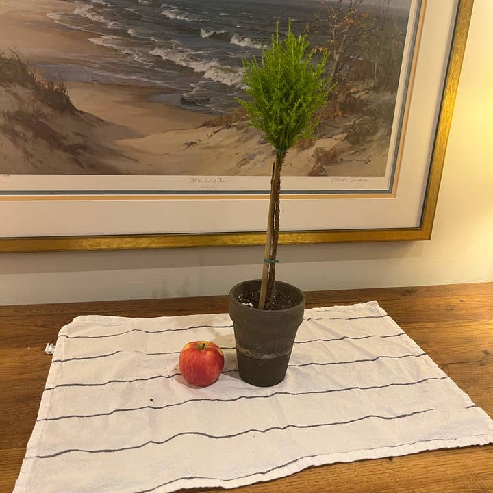 Sunrise Topiaries - Wholesale Live Plant - Live Lemon Cypress Topiary in 5 inch pot