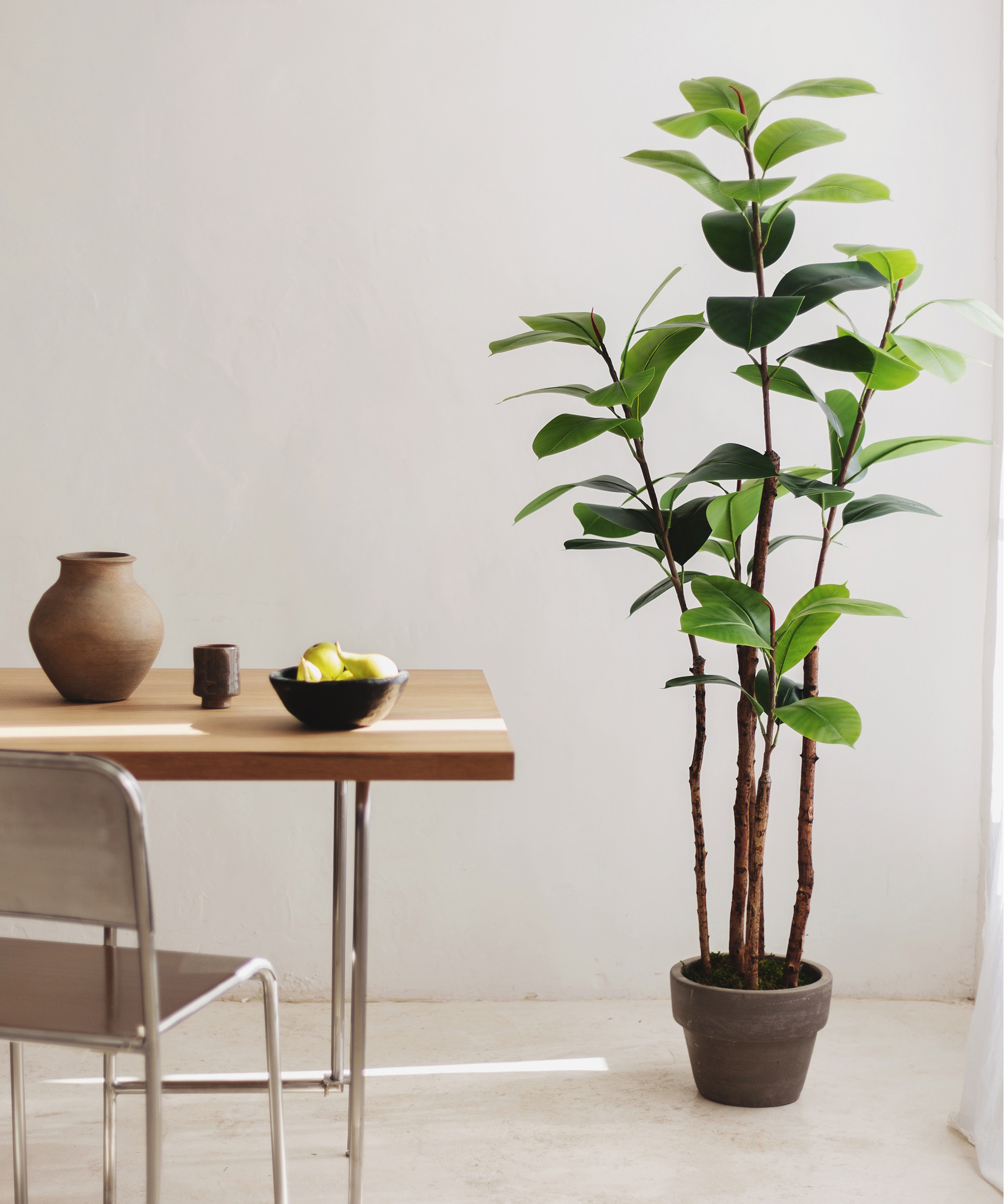 Maia Shop: No Duties for the US - Wholesale Artificial Plant -  6' Artificial Rubber Plant2