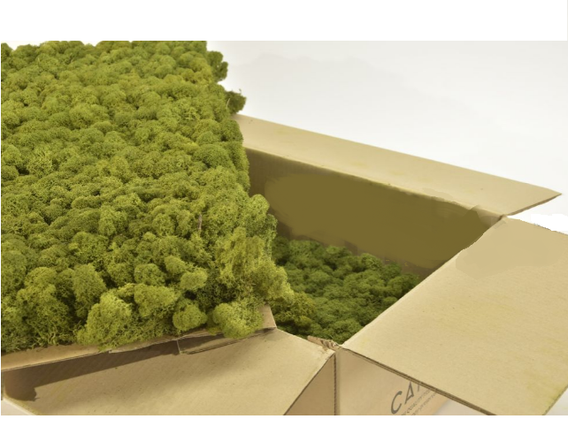 Moss House - Wholesale Live Plant - Reindeer Moss Stabilized Lichen Medium Green by MossHouse1