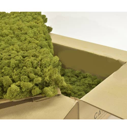 Moss House – wholesale Levande växt – Stabiliserad renlav mediumgrön från MossHouse1