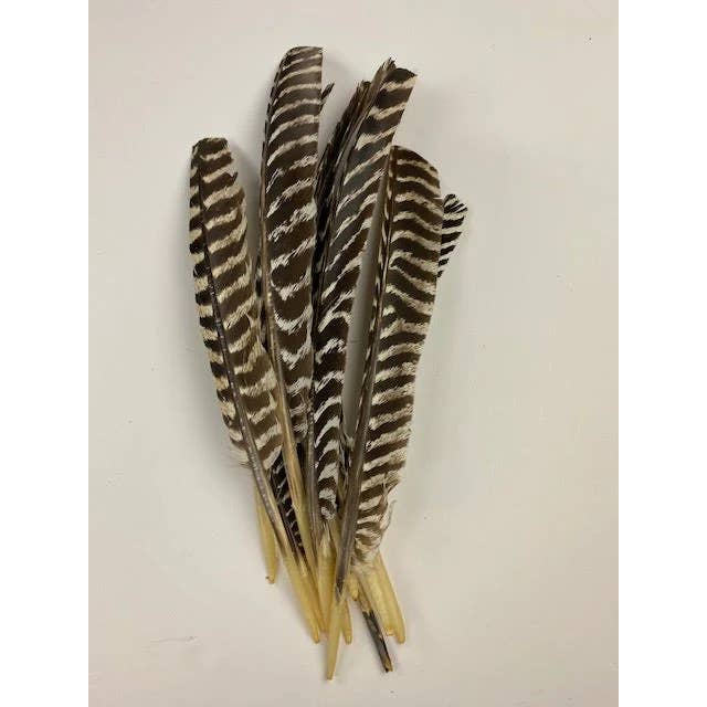 Zucker Feather Products - Wholesale Feathers - Barred Turkey Pointer Feathers - Right Wing - 12 PC4