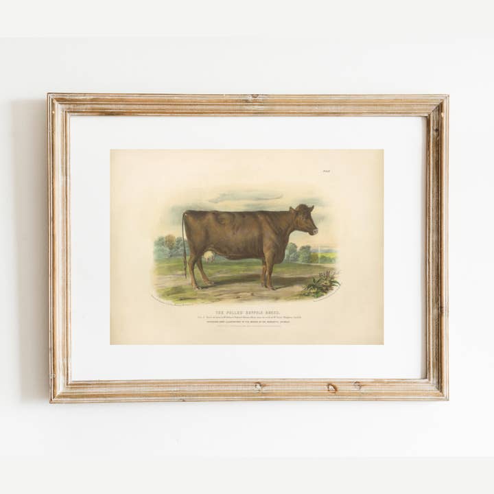 English Suffolk Cow Antique Art Print for wholesale by Sea to Skye